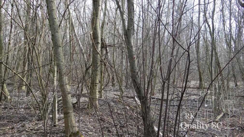 NOVÁ CENÁ !! GABČÍKOVO - NA PREDAJ rekreačný a lesný pozemok v panenskej prírode pri starom koryte Dunaja starý prístav okr. Dunajská Streda