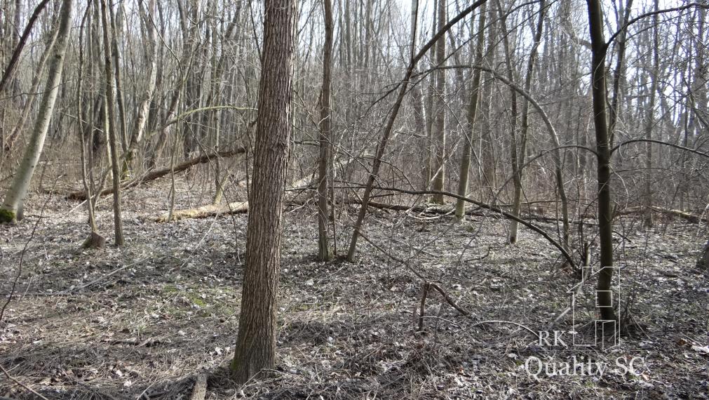 NOVÁ CENÁ !! GABČÍKOVO - NA PREDAJ rekreačný a lesný pozemok v panenskej prírode pri starom koryte Dunaja starý prístav okr. Dunajská Streda